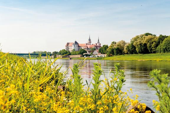 Blick auf Torgau an der Elbe mit blühenden Blumen im Vordergrund.