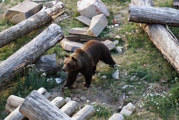 Ein brauner Bär, der durch den Bärengarten mit Holzstämmen und Steinen streift.