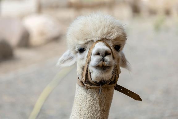 Nahaufnahme eines hellbraunen Alpakas mit einem Ledergeschirr am Kopf